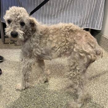 IVHS-Stray-139363 -  Miniature Poodle Dog for Adoption in San Gabriel, California - IVHS-Stray-139363 | PetCurious