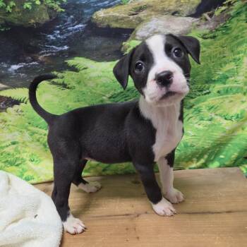 Lizzie -  Boston Terrier and Mixed Breed Dog for Adoption in Normal, Illinois - Lizzie | PetCurious