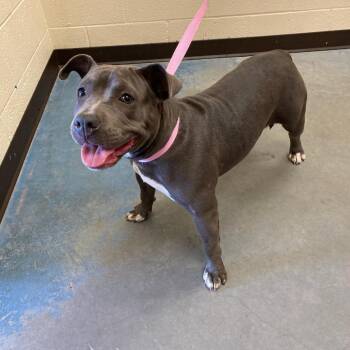 Mixed Breed Dogs Available for Adoption in Memphis, Tennessee - UJANA | PetCurious