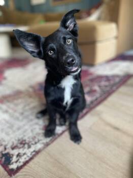 Angus -  Corgi and Shepherd Dog for Adoption in New Orleans, Louisiana - Angus | PetCurious