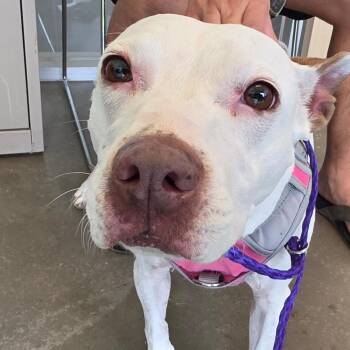 snowflake -  Mixed Breed Dog for Adoption in Leander, Texas - Snowflake | PetCurious