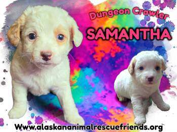 Dungeon Crawler - Samantha -  Corgi Dog for Adoption in Anchorage, Alaska - Dungeon Crawler - Samantha | PetCurious
