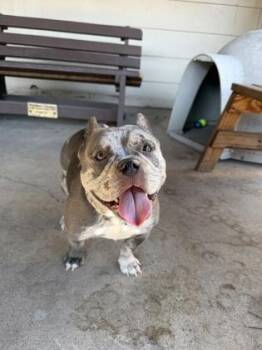Gladys -  Bulldog Dog for Adoption in Plano, Texas - Gladys | PetCurious