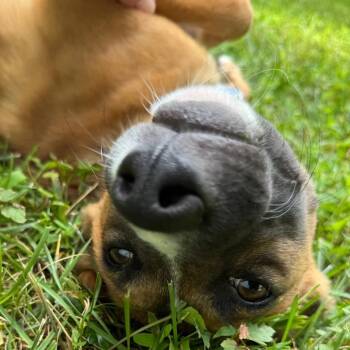 Mixed Breed Dogs Available for Adoption - Cinnamon Bear | PetCurious