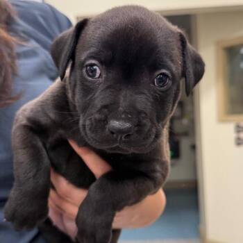 Shepherd and Mixed Breed Dogs Available for Adoption in Loxahatchee Groves, Florida - Amedea AKA Favor | PetCurious
