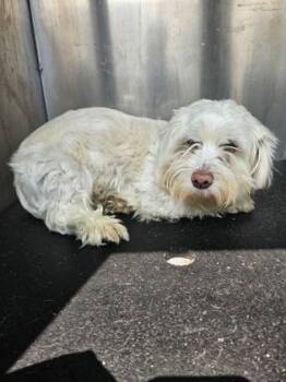 Ava AKA Primrose PKA Panini -  Lhasa Apso Dog for Adoption in Dallas, Texas - Ava AKA Primrose PKA Panini | PetCurious