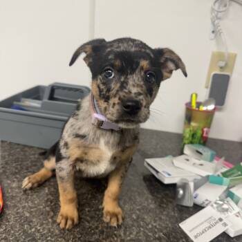 Rescue Australian Cattle Dog Blue Heeler Dogs for Adoption in Shelbyville, Illinois - Female | PetCurious