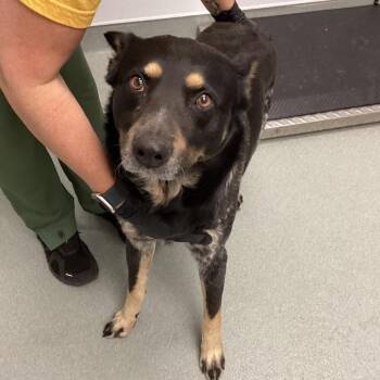 Shepherd and Australian Cattle Dog Blue Heeler Dogs Available for Adoption - Turner | PetCurious