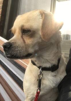 Cowboy -  Chihuahua and Pug Dog for Adoption in New York, New York - Cowboy | PetCurious