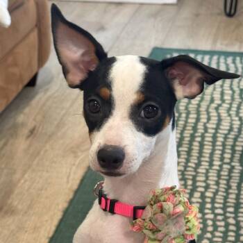 STEVIE (669) -  Terrier and Mixed Breed Dog for Adoption in Indiantown, Florida - STEVIE (669) | PetCurious