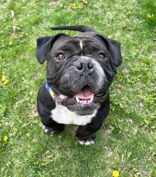 English Bulldog Dogs Available for Adoption in Pontiac, Michigan - Joey | PetCurious