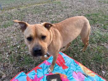 Rescue Chow Chow and Pit Bull Terrier Dogs for Adoption in Zuni, Virginia - Jynx | PetCurious