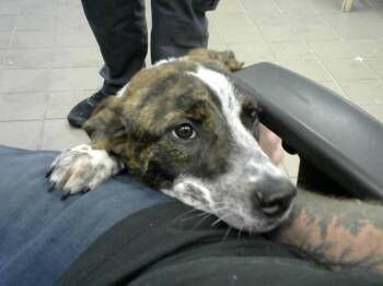 Australian Cattle Dog Blue Heeler and Mixed Breed Dogs Available for Adoption in Albuquerque, New Mexico - MAISEY | PetCurious