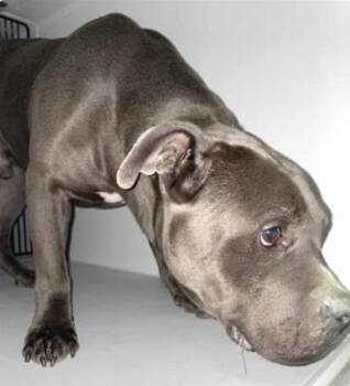 Pit Bull Terrier Dogs Available for Adoption - A651323 | PetCurious