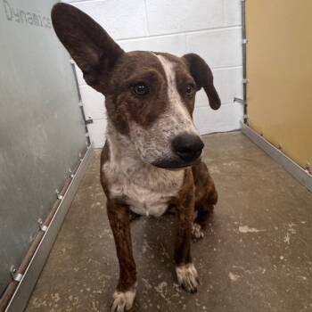 Mixed Breed Dogs Available for Adoption in Columbiana, Alabama - Holden | PetCurious