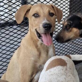 Disco -  Catahoula Leopard Dog and Mixed Breed Dog for Adoption in Chicago, Illinois - Disco | PetCurious