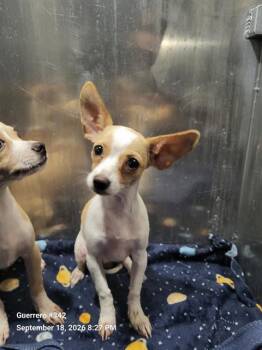 FINN -  Chihuahua Dog for Adoption in San Antonio, Texas - FINN | PetCurious