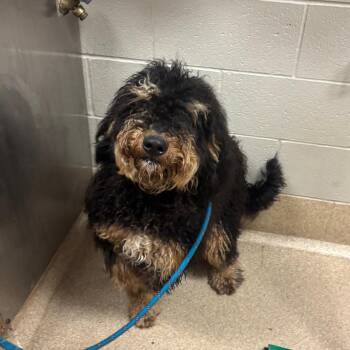 Aldo -  Poodle and Bernese Mountain Dog Dog for Adoption in Bristol, Indiana - Aldo | PetCurious