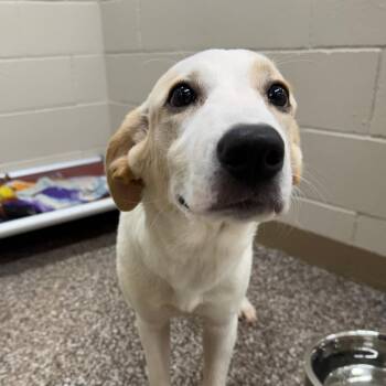 Mango -  Anatolian Shepherd and Great Pyrenees Dog for Adoption in Norman, Oklahoma - Mango | PetCurious