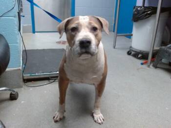 Pit Bull Terrier Dogs Available for Adoption in Albuquerque, New Mexico - SYDNEY | PetCurious