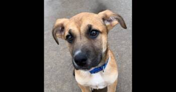 Mastiff and Saint Bernard Dogs Available for Adoption - Lion | PetCurious