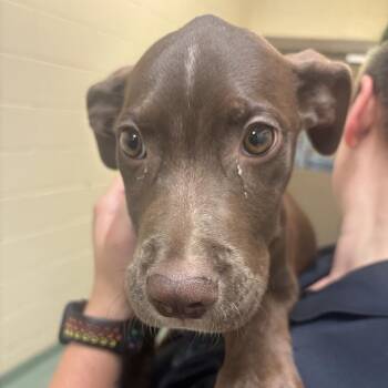 Mixed Breed Dogs Available for Adoption in Memphis, Tennessee - Hadley | PetCurious