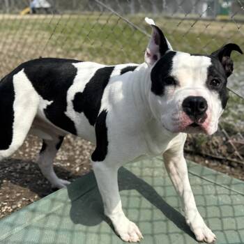 Pit Bull Terrier Dogs Available for Adoption - Cheeseburger | PetCurious