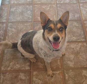 Reilly girl Contact Sylva -  Cattle Dog Dog for Adoption in Los Angeles, California - Reilly Girl Contact Sylva | PetCurious