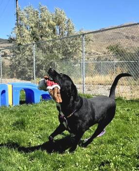 Boomer -  Labrador Retriever Dog for Adoption in Pocatello, Idaho - Boomer | PetCurious