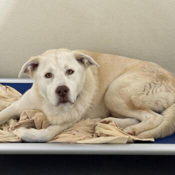 Mixed Breed Dogs Available for Adoption in Davenport, Iowa - Blaze | PetCurious