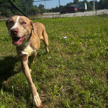 Catahoula Leopard Dog and Mixed Breed Dogs Available for Adoption in Tulsa, Oklahoma - Domino | PetCurious