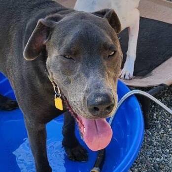 Labrador Retriever Dogs Available for Adoption in Concord, California - Jep | PetCurious