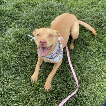 Hound Dogs Available for Adoption in Springfield, Missouri - Peachie | PetCurious