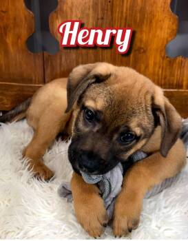 Puggle and Mixed Breed Dogs Available for Adoption in East Sparta, Ohio - Henry | PetCurious