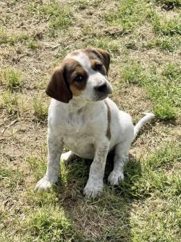 Labrador Retriever and Hound Dogs Available for Adoption - DIXIE | PetCurious