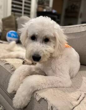 Kooky -  Standard Poodle and Great Pyrenees Dog for Adoption in Garland, Texas - Kooky | PetCurious