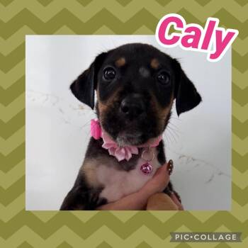 Caly -  Labrador Retriever Dog for Adoption in Ringwood, New Jersey - Caly | PetCurious