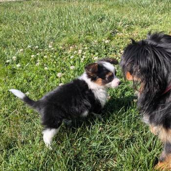 Papillon and Chihuahua Dogs Available for Adoption in Richmond, California - FINNIE | PetCurious