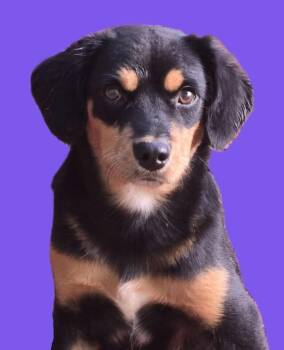 Reese -  Mixed Breed Dog for Adoption in Acworth, Georgia - Reese | PetCurious