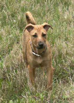 Carolina Dog Dogs Available for Adoption - Victoria | PetCurious
