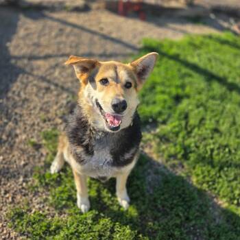 Honey -  Shepherd and Husky Dog for Adoption in Jamestown, North Dakota - Honey | PetCurious
