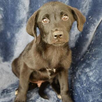 Nash -  Shepherd and Black Labrador Retriever Dog for Adoption in Beaumont, Texas - Nash | PetCurious