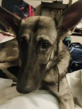 Koa -  German Shepherd Dog Dog for Adoption in Cincinnati, Ohio - Koa | PetCurious