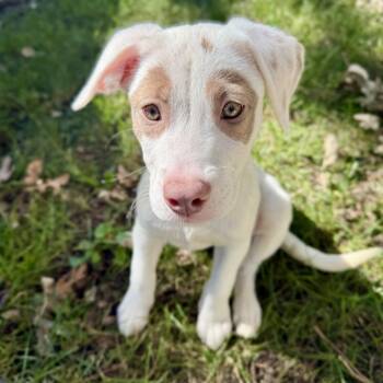 Alice -  American Staffordshire Terrier Dog for Adoption in Park Forest, Illinois - Alice | PetCurious