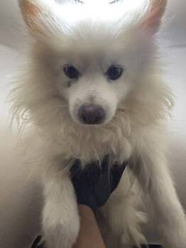 61593813 -  Pomeranian and Mixed Breed Dog for Adoption in El Paso, Texas - 61593813 | PetCurious