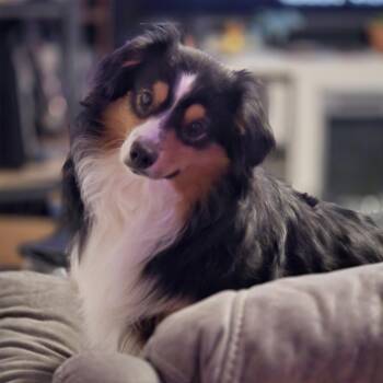 Turbo -  Australian Shepherd Dog for Adoption in Lincoln, Nebraska - Turbo | PetCurious