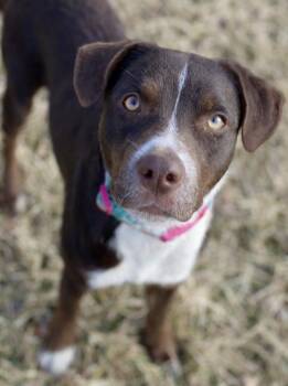 Mixed Breed Dogs Available for Adoption - Lilac | PetCurious