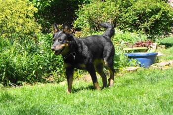 Australian Cattle Dog Blue Heeler Dogs Available for Adoption in Doylestown, Pennsylvania - Daisy Mae | PetCurious