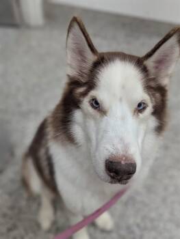 RAYO -  Siberian Husky Dog for Adoption in Vaughan, Ontario - RAYO | PetCurious