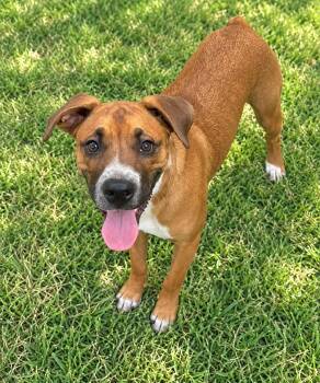 Nub Tail Tyson -  Mixed Breed and Boxer Dog for Adoption in Bandera, Texas - Nub Tail Tyson | PetCurious